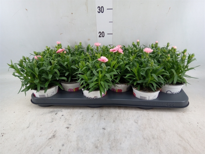 <h4>Dianthus  'Oscar Pink'</h4>