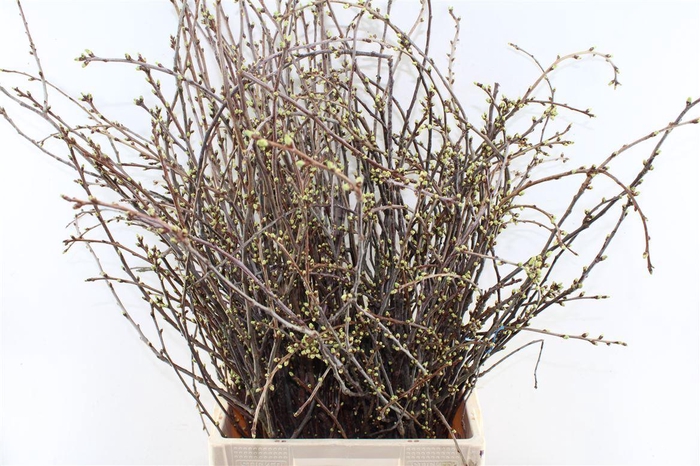 <h4>Kersebloesem P Bos</h4>