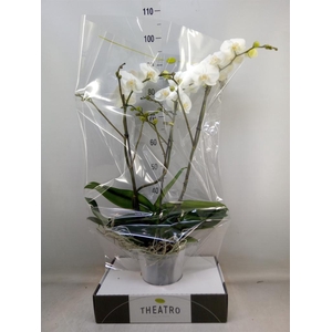 Phalaenopsis   ...white