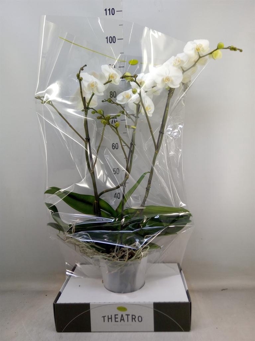 <h4>Phalaenopsis ...white</h4>