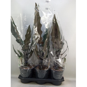 Alocasia lauterbachiana