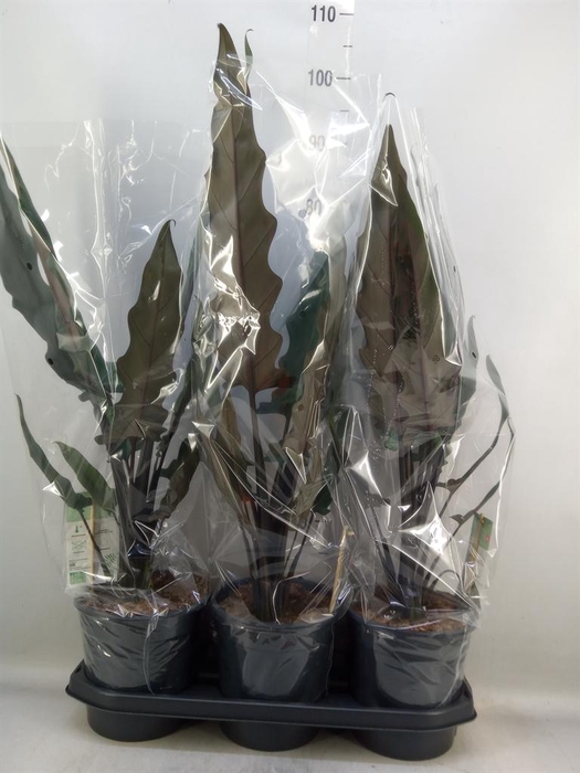 <h4>Alocasia lauterbachiana</h4>