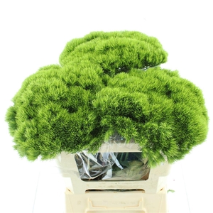 Di Barb Kiwi Mellow Super (x10 In Sleeve)