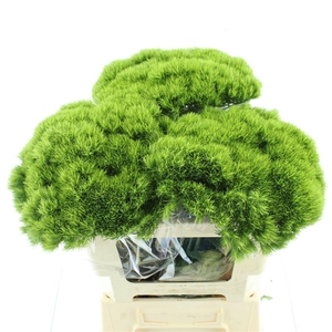 Di Barb Kiwi Mellow Super (x10 In Sleeve)