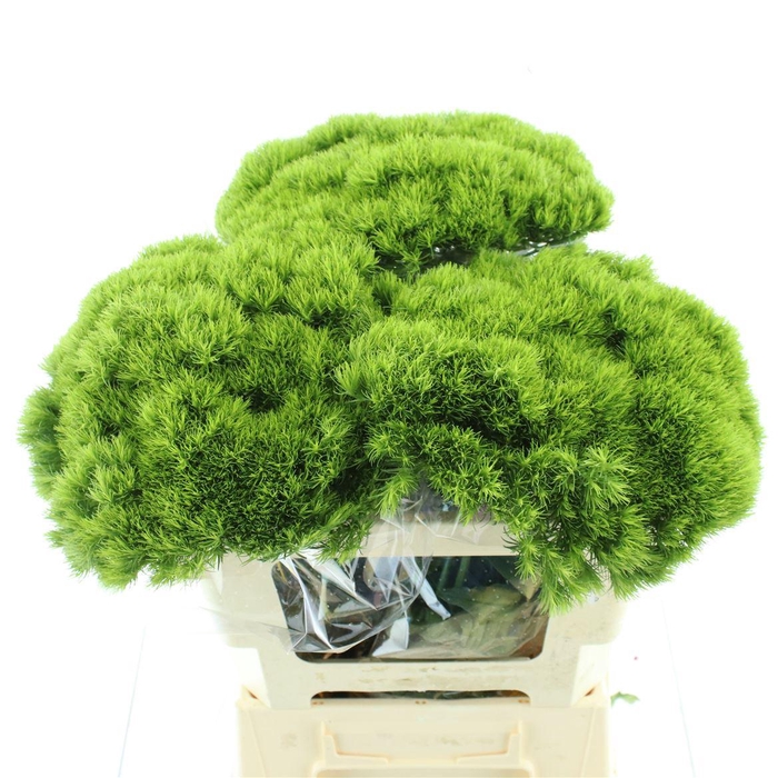 <h4>Di Barb Kiwi Mellow Super (x10 In Sleeve)</h4>