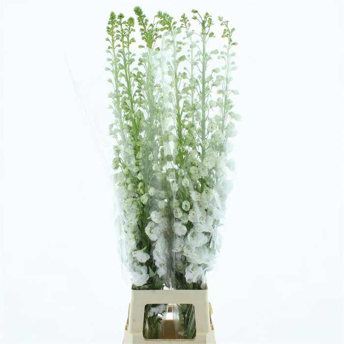 <h4>DELPHINIUM AURORA WHITE SUPER</h4>