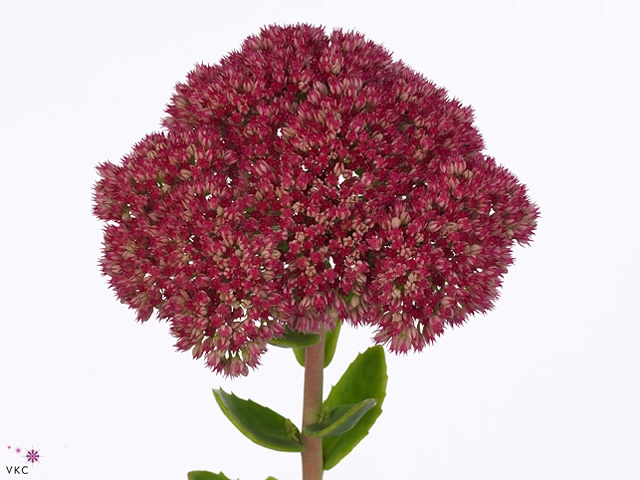 SEDUM HERBSTFREUDE