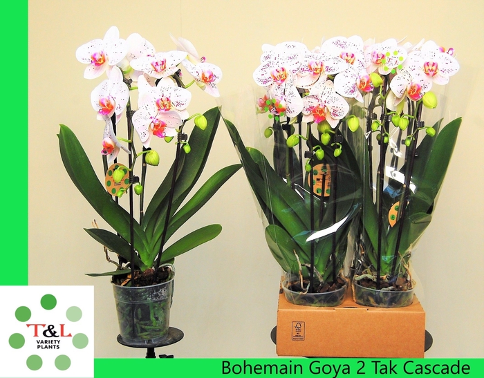 <h4>PHAL EL CASCADE</h4>