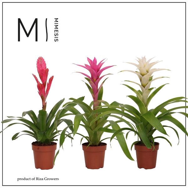 <h4>Mimesis Bromelia Charming - 12 cm</h4>