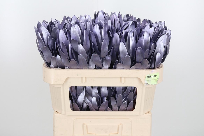 <h4>Leucod Kl Bh Metallic Milka</h4>