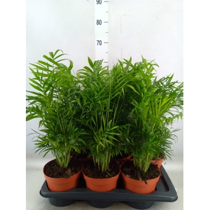 Chamaedorea elegans