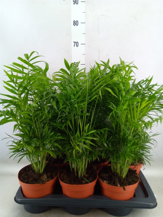 <h4>Chamaedorea elegans</h4>