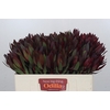 Leucadendron Saf Sunset Dark Red