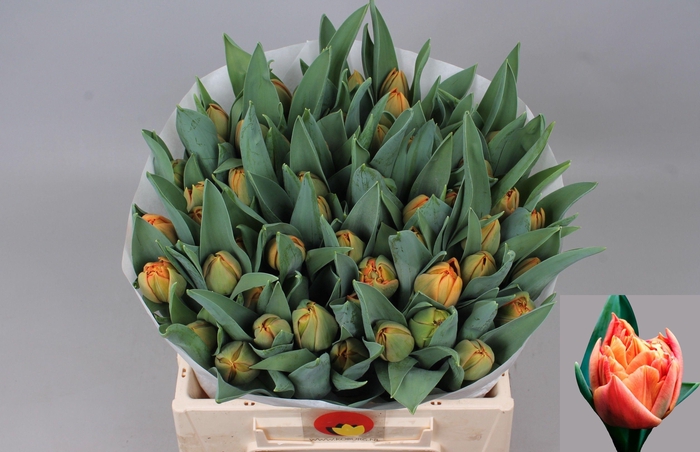 <h4>TU DU VALDIVIA</h4>