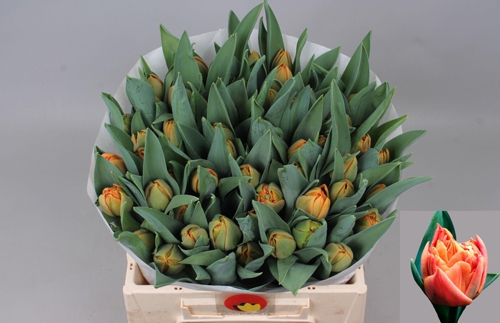 <h4>TU DU VALDIVIA</h4>