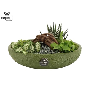 Arrangementen kamerplanten H%