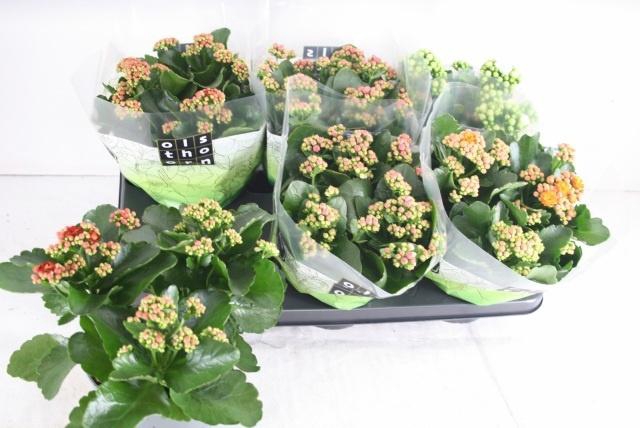 <h4>KAL GE GEM 4 KL</h4>