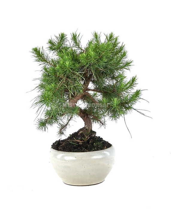 <h4>BONSAI GEM</h4>