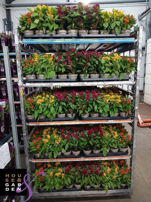 <h4>CEL CR TWIST GEM</h4>