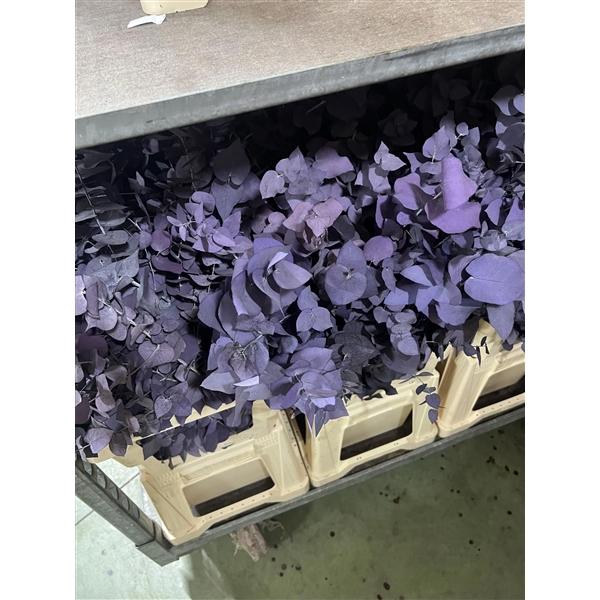 <h4>GESTABILISEERD EUC STUARTIANA MILKA</h4>