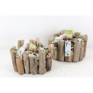 arr4 Amaryllis JS - Boomstam ovaal