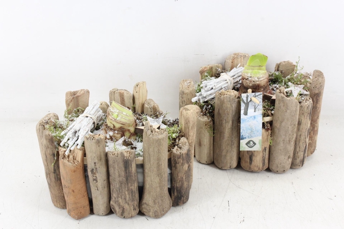 <h4>arr4 Amaryllis JS - Boomstam ovaal</h4>