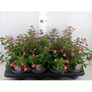 Fuchsia  'Heidi Ann'