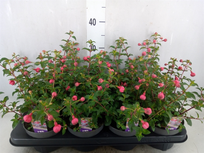 <h4>Fuchsia  'Heidi Ann'</h4>