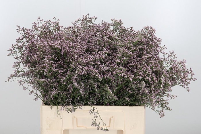 <h4>Lim Saf Oshi Pink</h4>