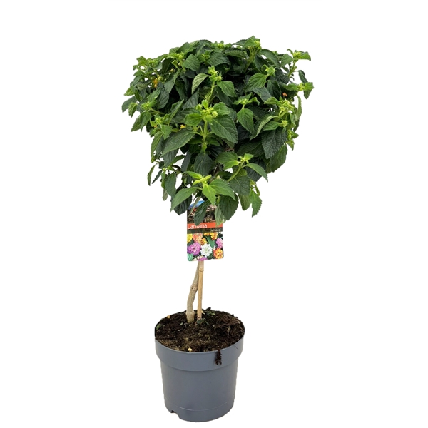 <h4>Lantana camara</h4>