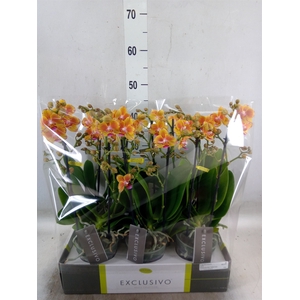 Phalaenopsis multi.   ...orange
