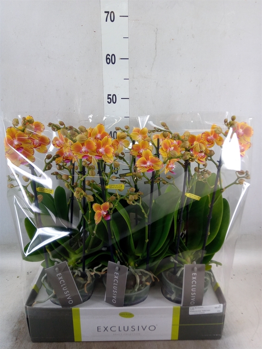 <h4>Phalaenopsis multi.   ...orange</h4>