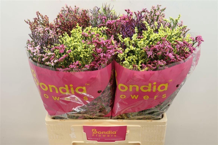 <h4>LIM SIN DIAMOND GEM</h4>