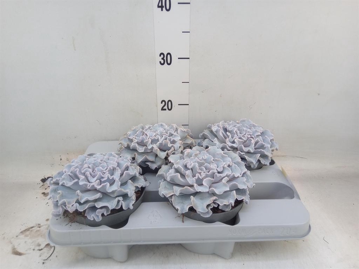 <h4>Echeveria   ...</h4>