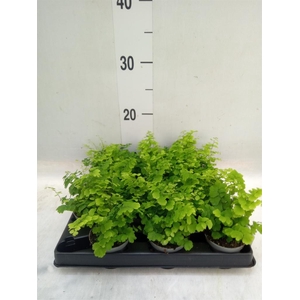 Adiantum raddi. 'Fritz-Luthi'