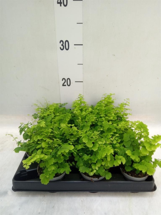 <h4>Adiantum raddi. 'Fritz-Luthi'</h4>