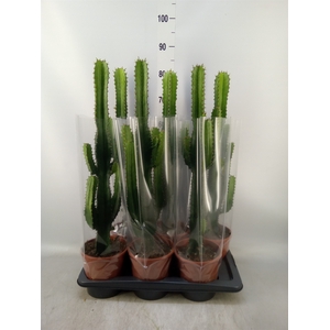 Euphorbia acrurensis