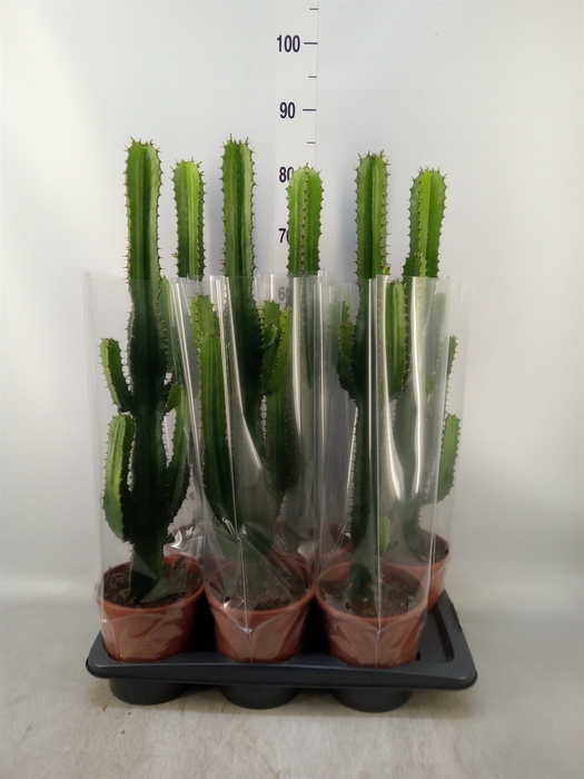 <h4>Euphorbia acrurensis</h4>