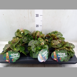 Begonia BD   ...