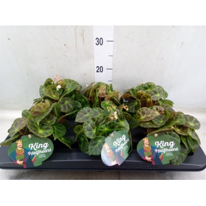 Begonia BD   ...
