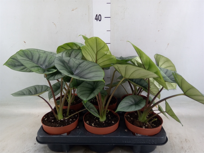 <h4>Alocasia   ...</h4>