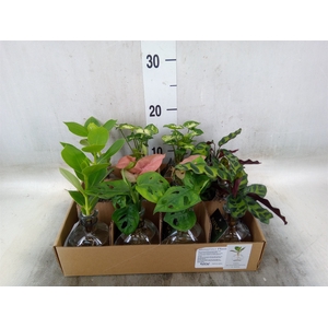 Planten  ..mix