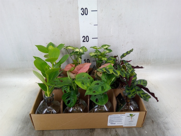 <h4>Planten  ..mix</h4>