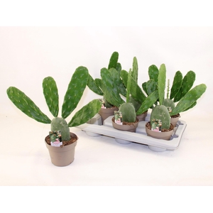 OPUNTIA