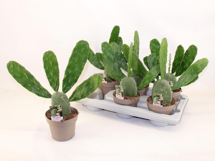 <h4>OPUNTIA</h4>