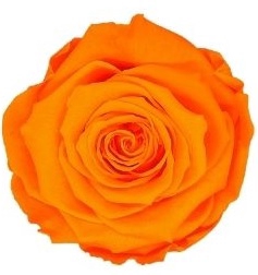 <h4>Roos XL ora-99</h4>