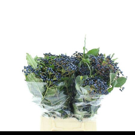 <h4>Vibur Berries Blue</h4>