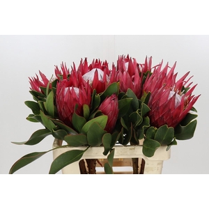 Protea Cynaroides Madiba