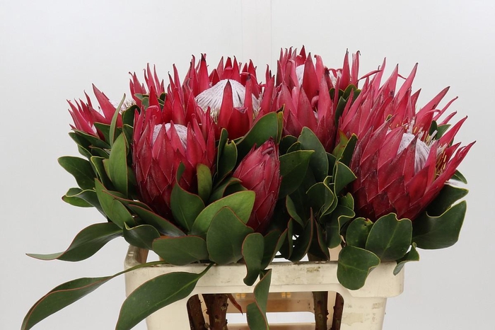 <h4>Protea Cynaroides Madiba</h4>