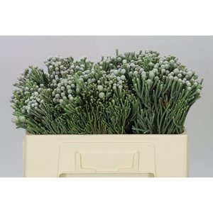 Kaaps Brunia Silver
